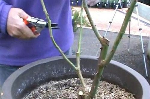 老花匠养花, 在冬天把这“4种”花剪一剪, 到了春天嫩芽呼呼冒!