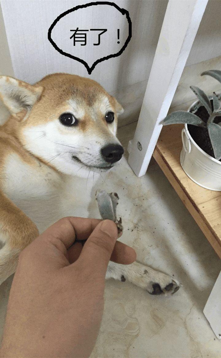 猫狗和花草不可兼得, 到底是有多大的仇, 多大的恨?