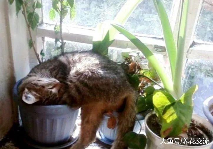 如果你家里的猫经常破坏盆栽植物, 可以用这几种方法防治