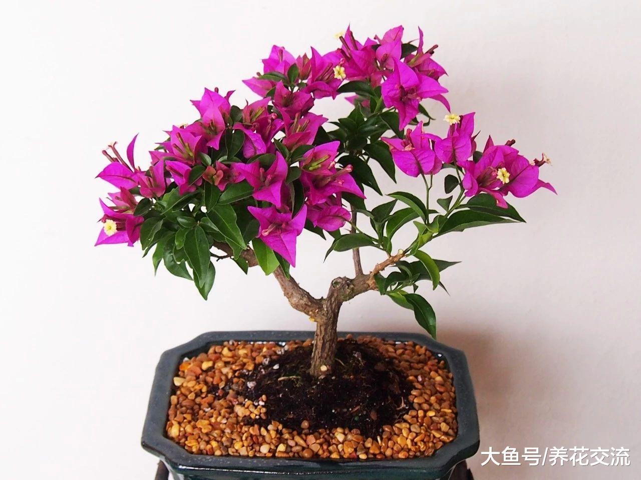 三角梅换盆之后枝叶不断干枯低垂, 用这些方法才能拯救