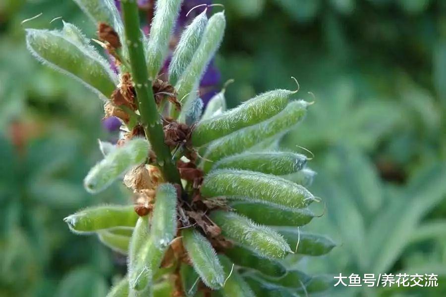能自己释放肥料的鲁冰花, 种在院子里很多年都能看到花朵