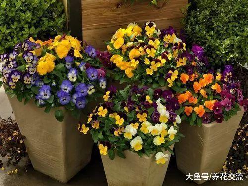 5种可以常年开花的盆栽花卉, 花朵艳丽, 播种繁殖特别简单