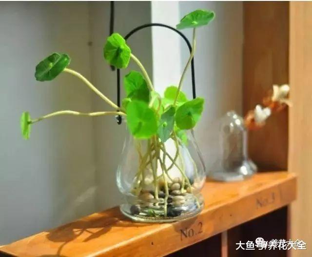 黄叶又不开花? 这样一处理, 比新买的还要好看!