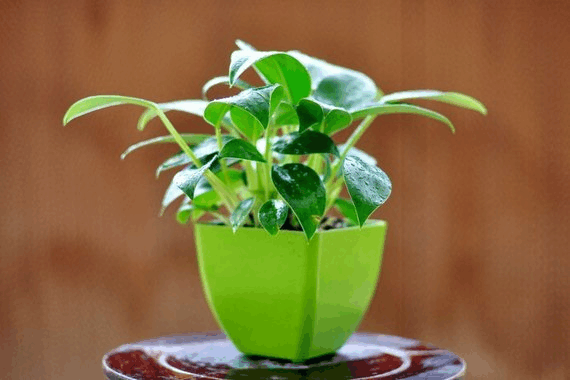 新房有甲醛不敢住? 养盆金钻在家里, 净化效果一级棒!