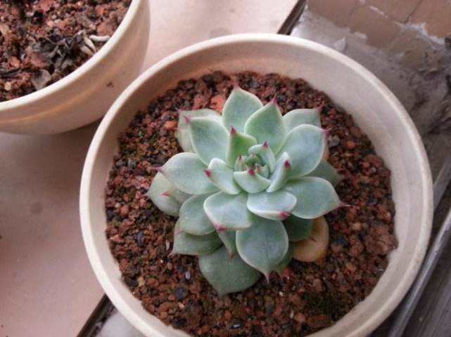 这“3种”渣料垫在花盆底, 不花钱, 枝叶呼呼向外蹿!