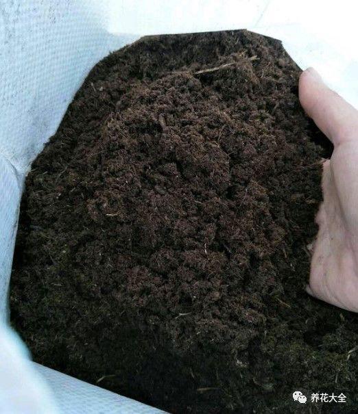 养花就选这种土, 不烂根不黄叶, 夏天也能蹭蹭爆盆!