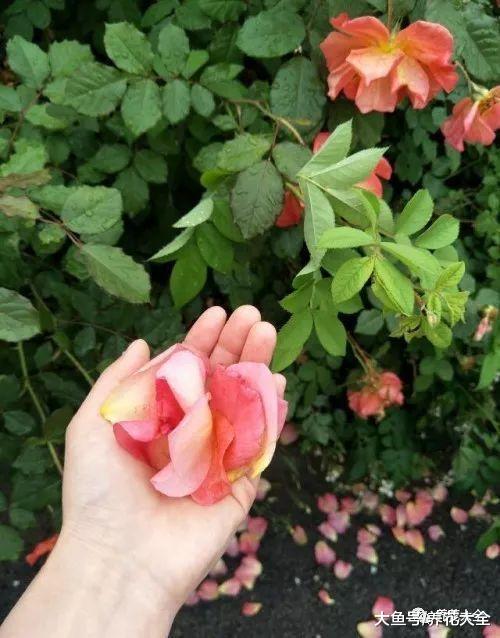下雨前给月季戴个帽子, 不但不掉苞, 花期延长半个月!
