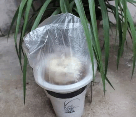 扦插后保温工作难? 随手来个“塑料袋”, 帮你解决问题