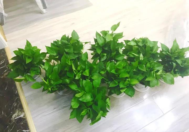 甲醛能潜伏15年, 赶紧放盆吸毒花, 全家老小都受益!