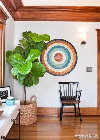 让室内盆栽植物保持健康的八个要点, 还担心家里的植物养不好吗