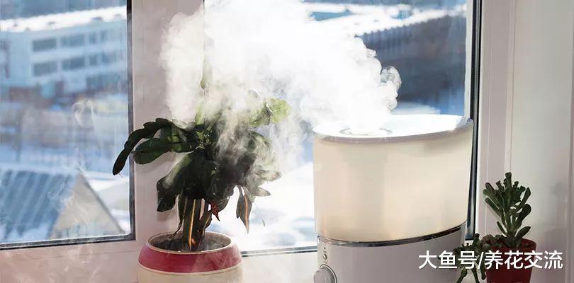 家里养一些植物就能提高空气湿度么, 别被花卉植物欺骗了