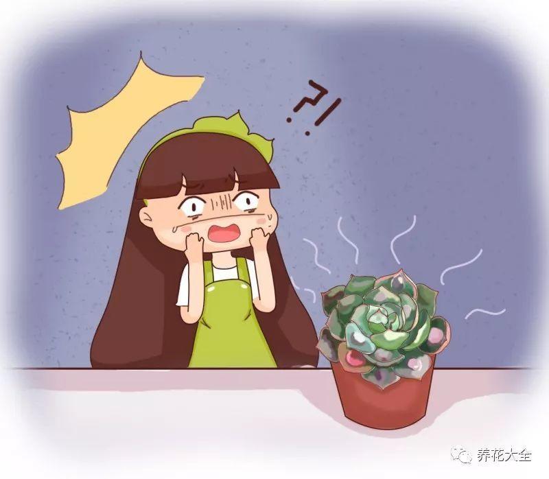 这些多肉全是药锦, 买回家就腐烂, 白给你都别要!