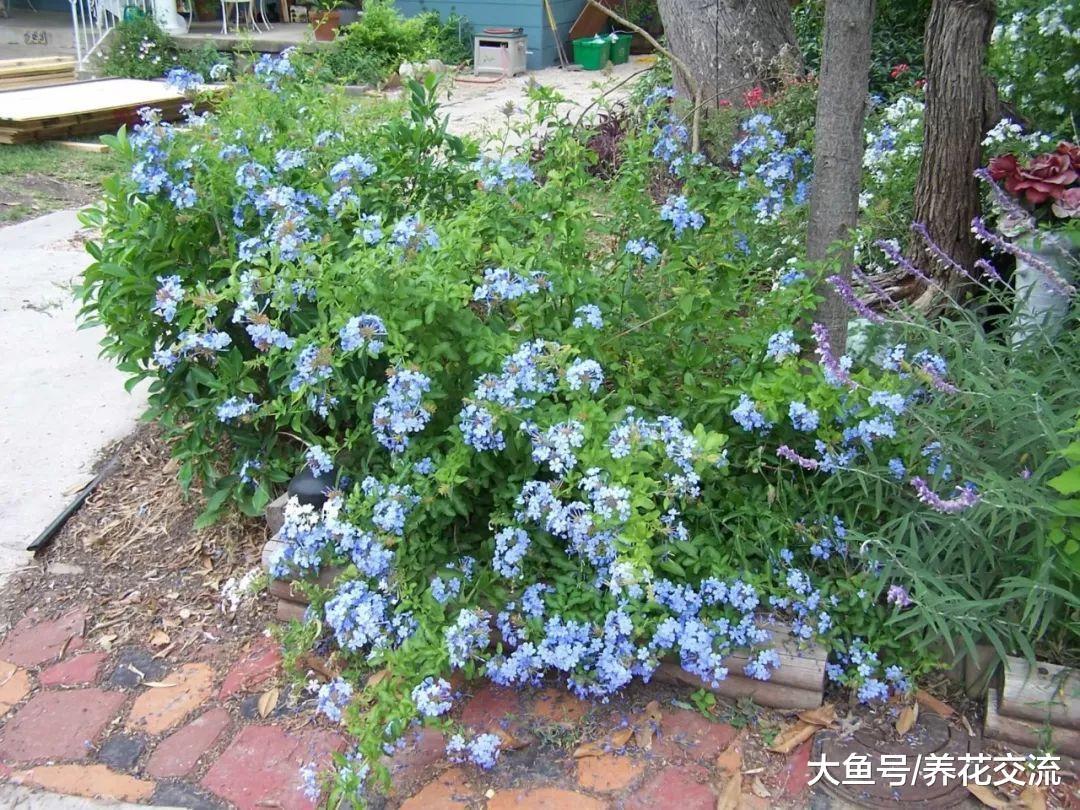 夏秋季节花儿开满一树的蓝雪花, 花朵可以持续到霜冻来临