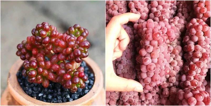 多肉养成葡萄串, 叶子亮晶晶, 邻居看了都羡慕!