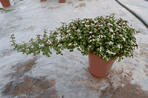 路边挖1棵马齿笕回家, 教你5招, 2年后能长成大盆景!