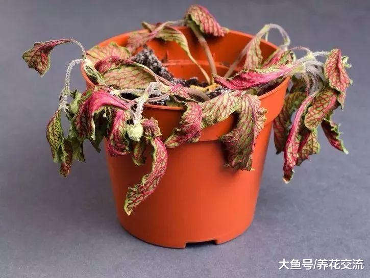 植物定期喷雾状水才能保持叶面洁净, 学会浸盆可以拯救很多植物