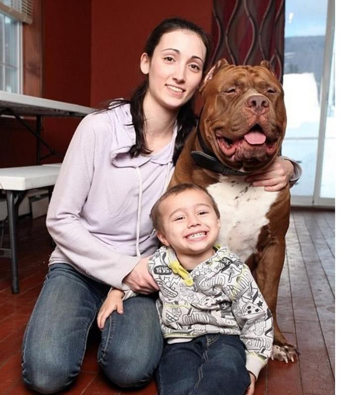 斗牛犬每顿都要用盆吃牛肉, 主人不但不责怪, 反而说自己赚到了