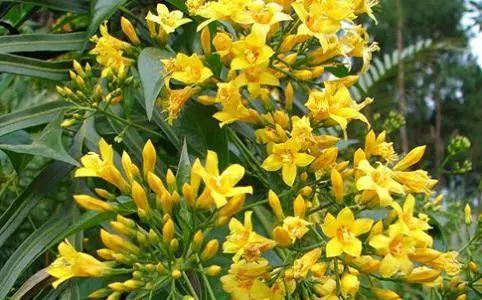 别看这些植物黄黄的, 颜值却相当高, 不了解一下吗?