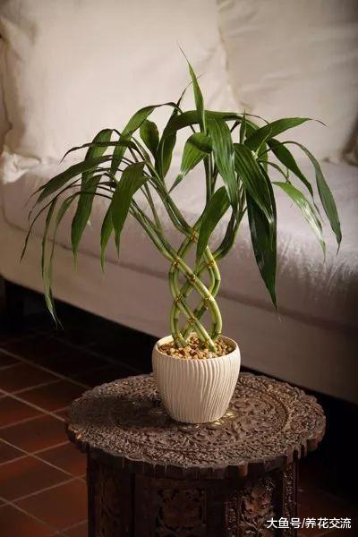 9种非常容易养护的耐阴植物, 能够在室内的光照的地方生长