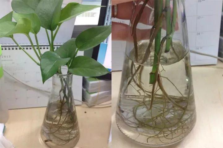 水培的绿萝, 注意这几点, 整个冬天绿油油!