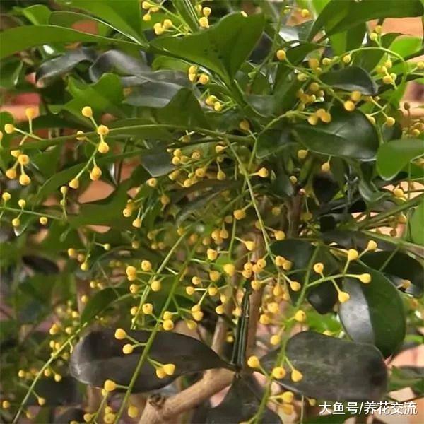 米兰用这些技巧养护, 可以保持常年开花, 花朵带迷人清香