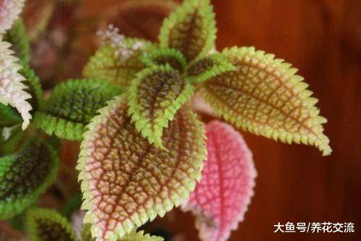 在低光照的桌面上也能开花的盆栽植物, 这两种植物都适合办公室养