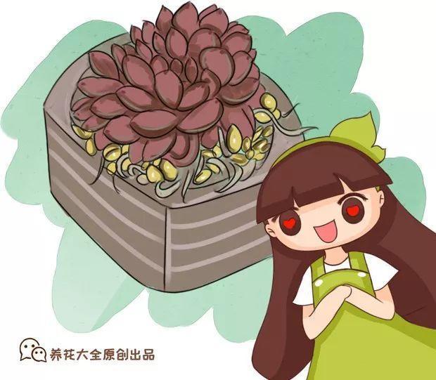 养花趣事多, 一盆多肉买回家, 3天冒出豆芽菜!