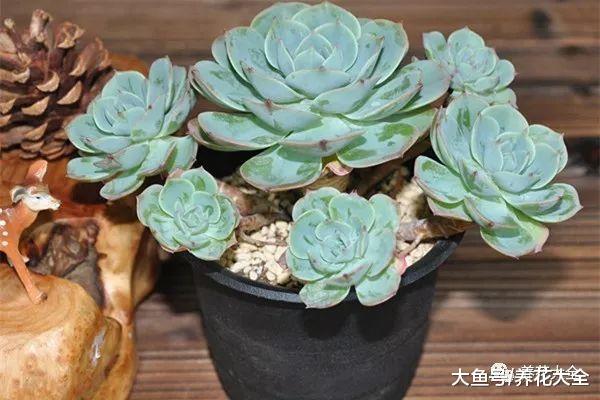 养多肉就养这7种, 个个颜值爆表, 总有一款适合你!