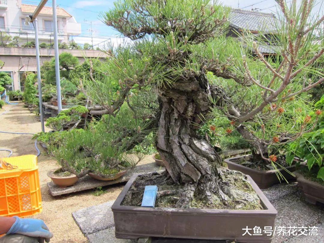 大型盆栽植物栽种的一些实用技巧, 如何照顾才能生长更佳