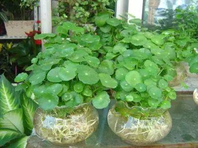 炎热的夏季, 是时候在办公桌上放这些植物了!