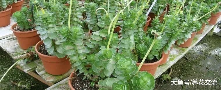 很多人都以为金钱木是多肉植物, 其实它是一种草本观叶植物