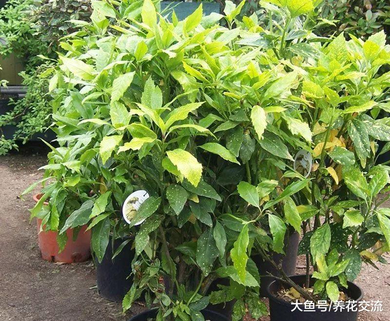叶子上有金色斑点的洒金桃叶珊瑚, 特别适合种花坛上