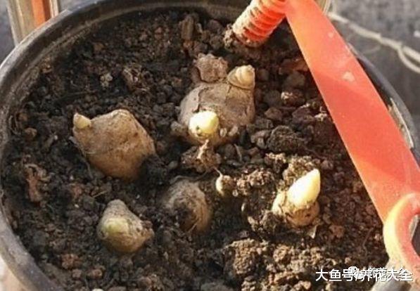 不光生姜, 洋葱在家也能种, 学会了就再也不用买了!