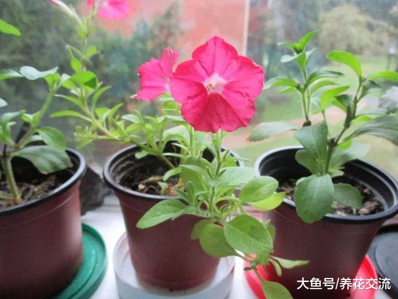 这些开花植物适合用茎插繁殖, 掐段小枝插土壤中便可生根发芽