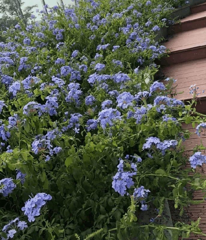 这4种花, 家里咋养都不活, 反而丢绿化带砰砰长!