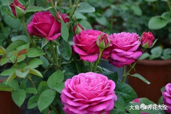 这6种花, 比绿萝栀子还要好看, 夏天不养可惜了!