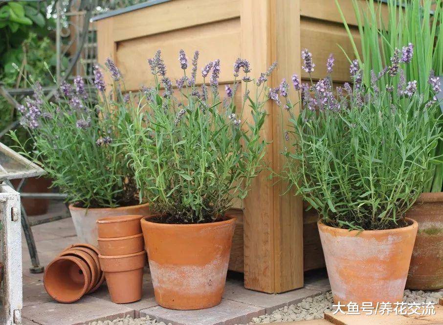 8种养在院子里全年都不用浇水的耐旱植物, 花朵还开得这么艳丽