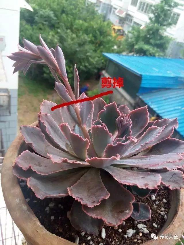 多肉盆底垫了它, 天再热也不怕死, 越养越爆盆!