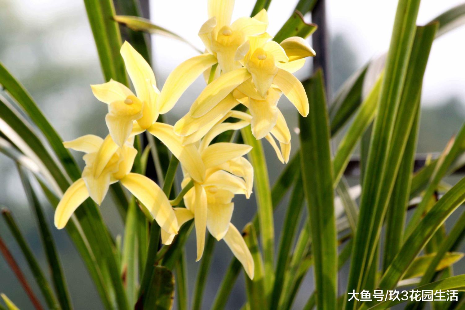 空气湿度对于兰花来说究竟有多重要?