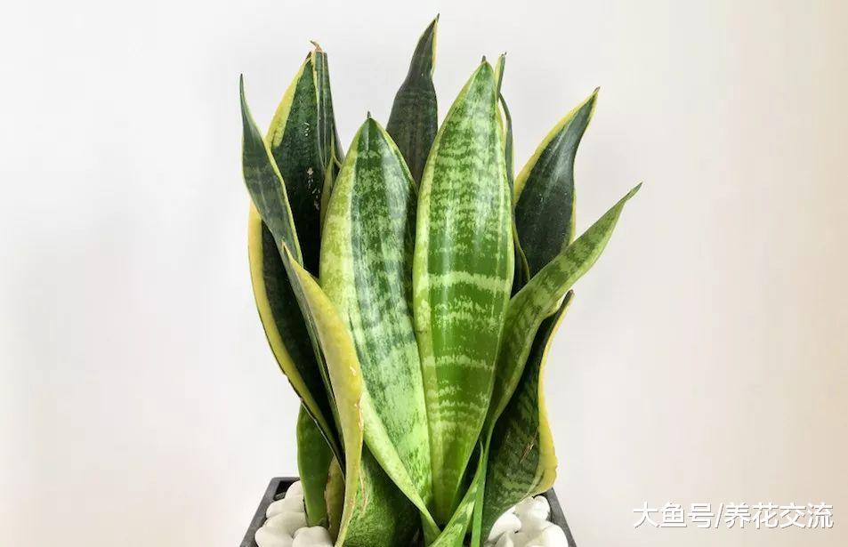 办公室桌面上的植物应该如何照顾, 为什么你总把它养死?