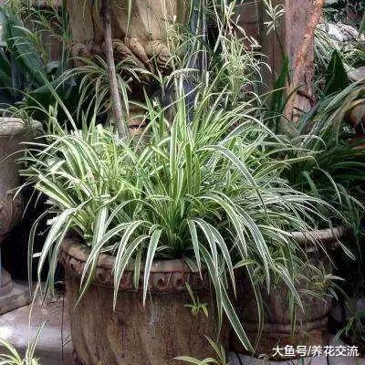 用这些方法照顾吊兰能保持四季常青, 还有机会让它每年开花