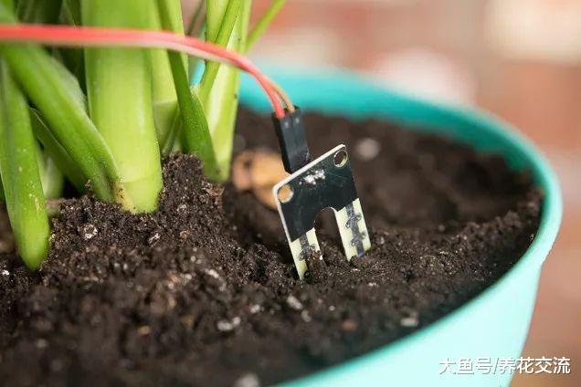 室内盆土板结、有缝隙还浇水? 难怪你的花儿都养不好