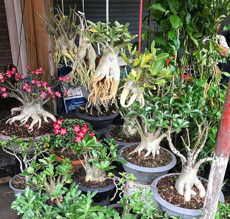 养花新手福利, 这3种植物不“喜水”, 2周浇水1次, 不黄叶不烂根