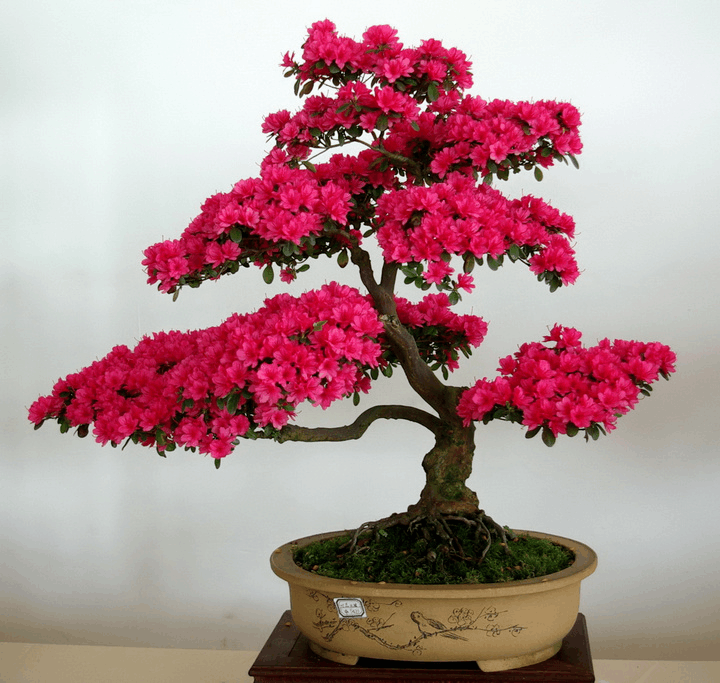 家里杜鹃花大把“掉叶”, 学着弄懂花根问题, 就不用再担心了