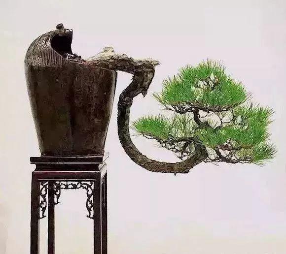 养花养久了, 破罐子破摔, 都能造出上万盆景!