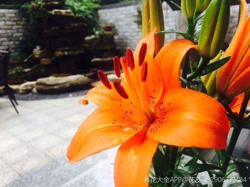 这6种花要注意, 卧室里别再养, 不然失眠睡不好!