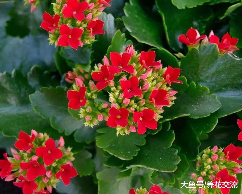 在窗台上养的长寿花盆栽也能每年开花, 注意好这几点就没问题