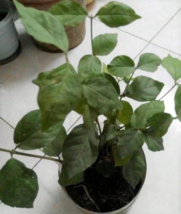 这8种花, 就爱喝雨水, 越淋雨长得越壮实!
