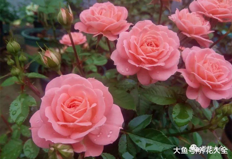 这99种月季, 随便挑一种, 就能打造一个花园!