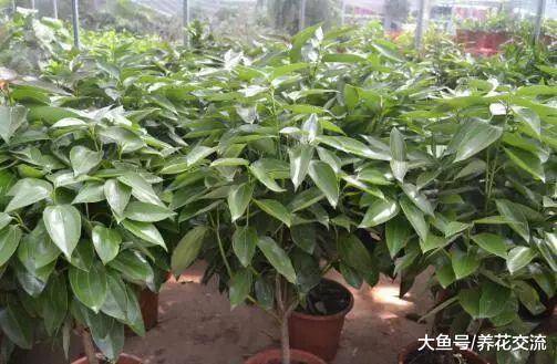 平安树的叶片枯萎变白的原因, 叶子不断掉落可以轻松处理